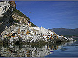 The most outstanding peculiarity of Baikal is its antiquity. Taking into account deep relict endemism of lake fauna, a lot of scientists determine its age 20-30 millions of years. 