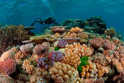 Great Barrier Reef