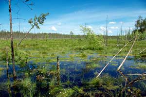 The remarkable coniferous forest, sandy-speed tracks, hospitable locals, little insects and, of course, a key element of the route - the world of water and quagmire, wild animals and birds – a stow “Great Marsh”, thank to which the race got its name